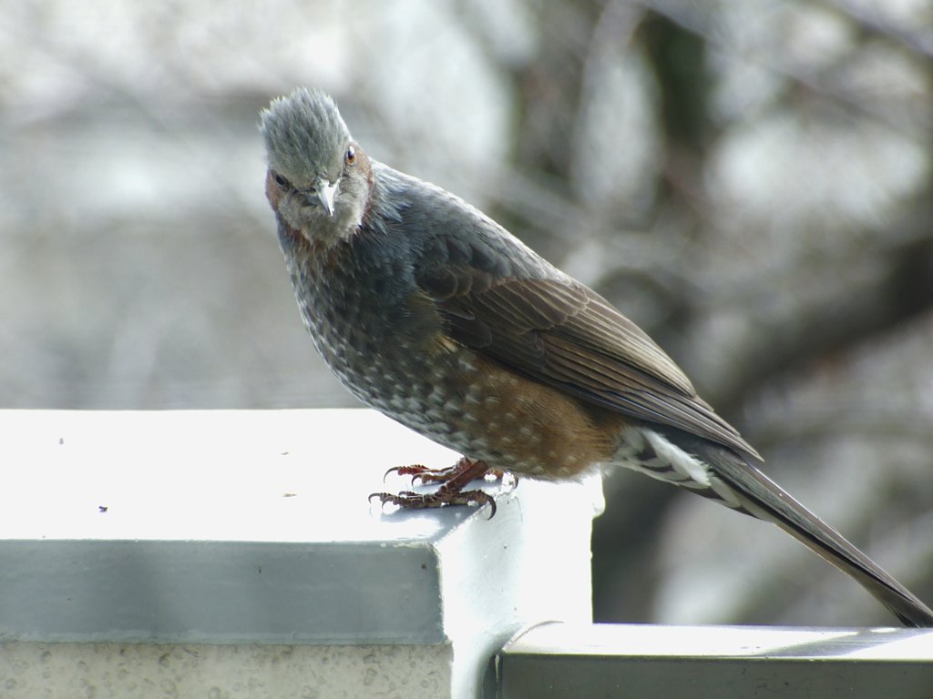 カメラ目線？