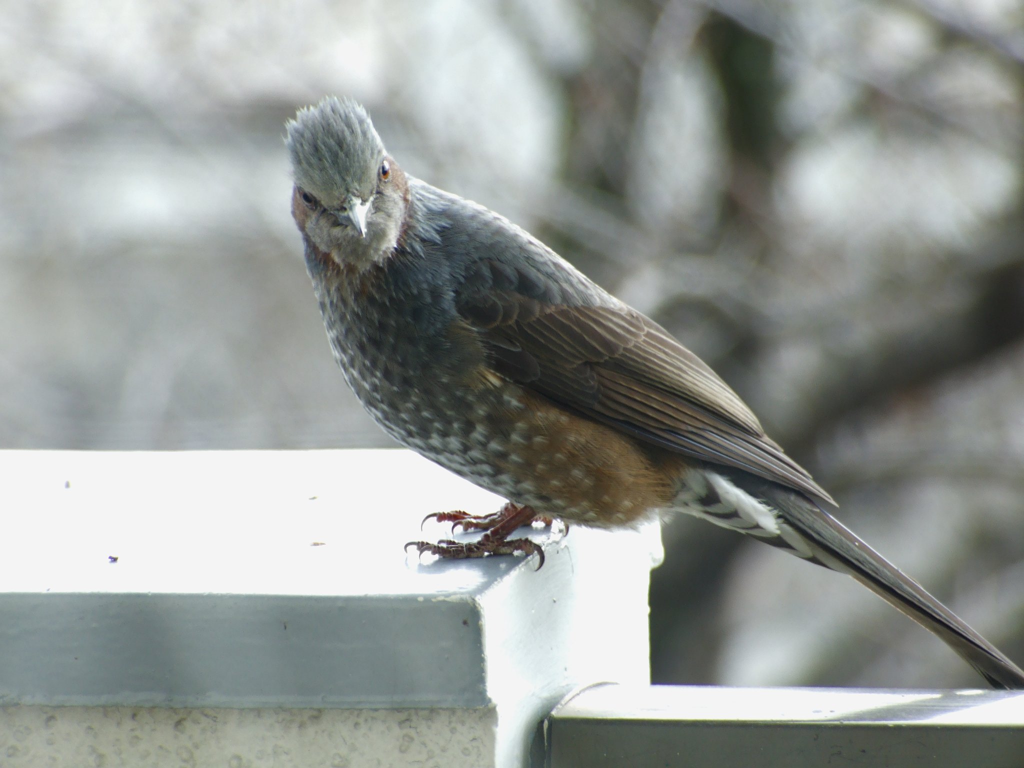 カメラ目線？