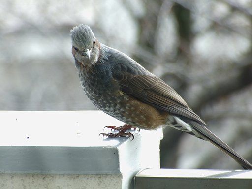 カメラ目線？