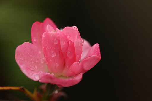 雨しずく