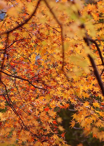 金色紅葉