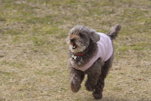 愛犬