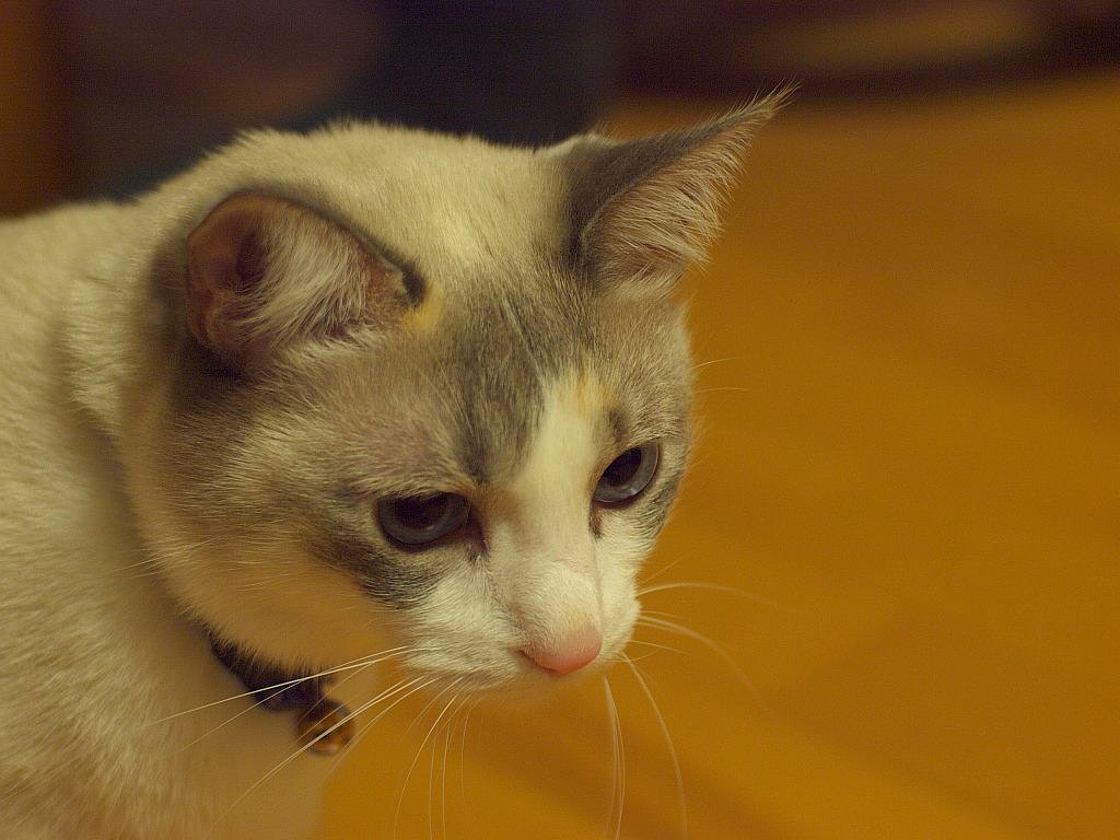 久しぶりにKonica Hexanon AR 40/1.8で＾＾；