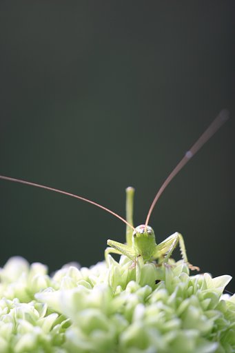 アジサイ