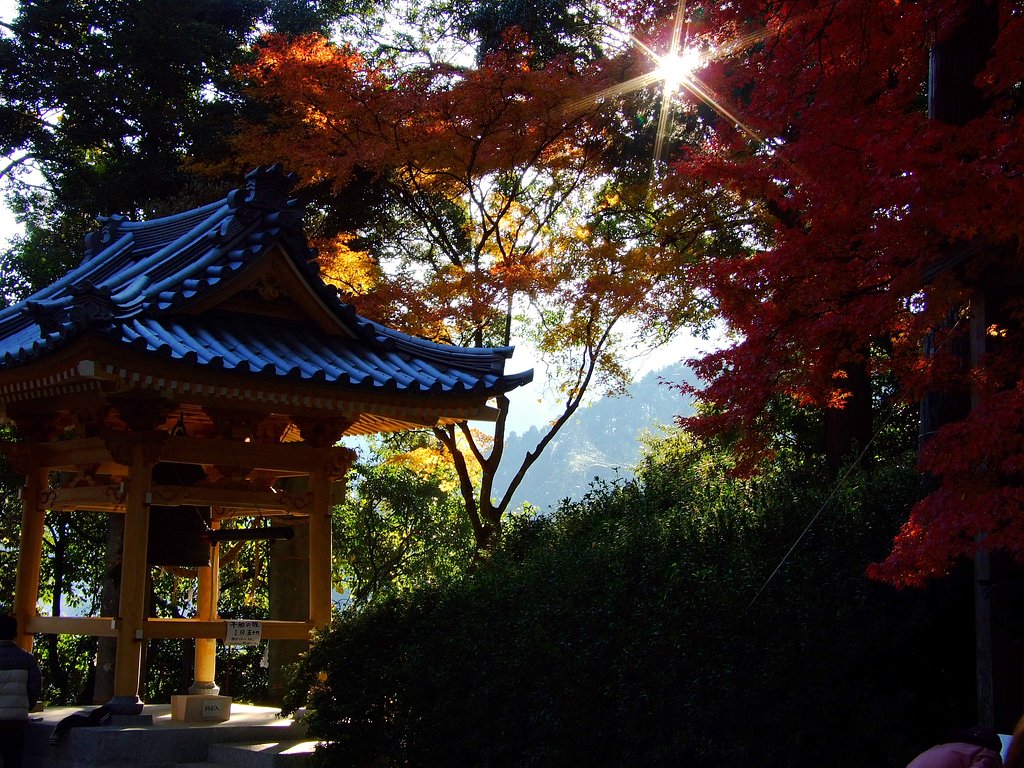 木漏れ日と紅葉