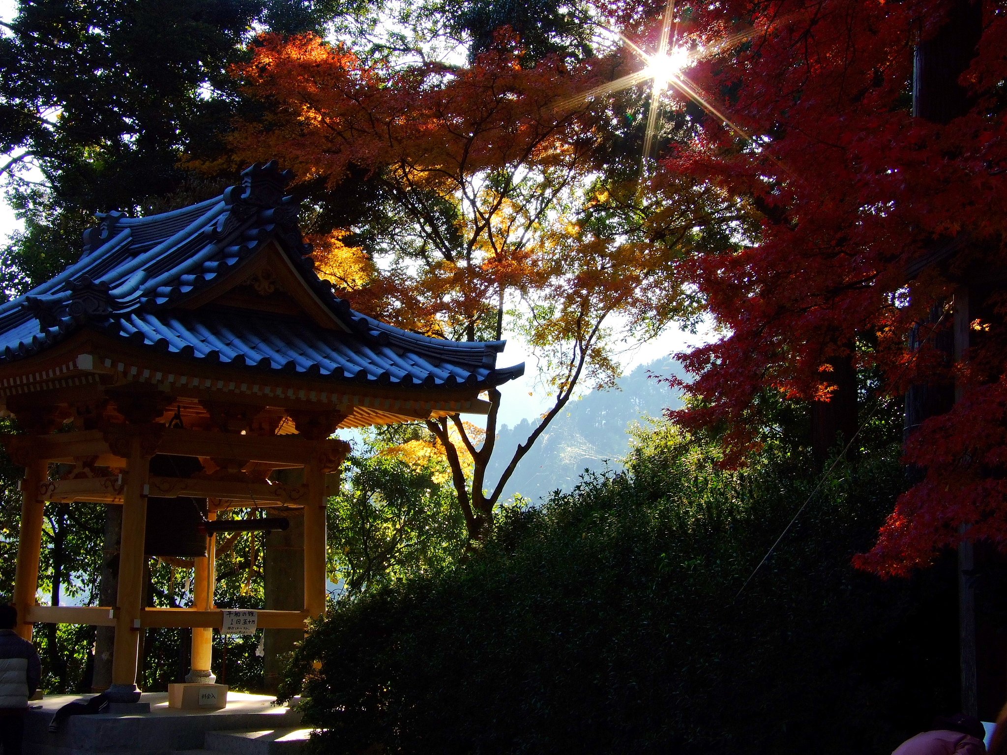木漏れ日と紅葉