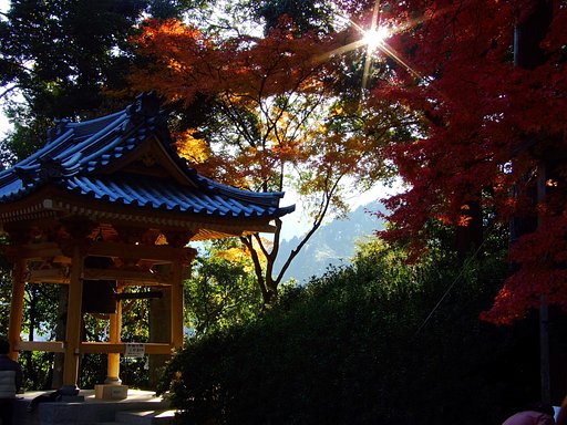 木漏れ日と紅葉