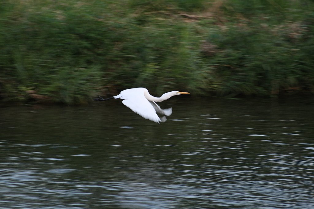 ダイサギ at 鴨川　EF55-200mm F4.5-5.6 II USM