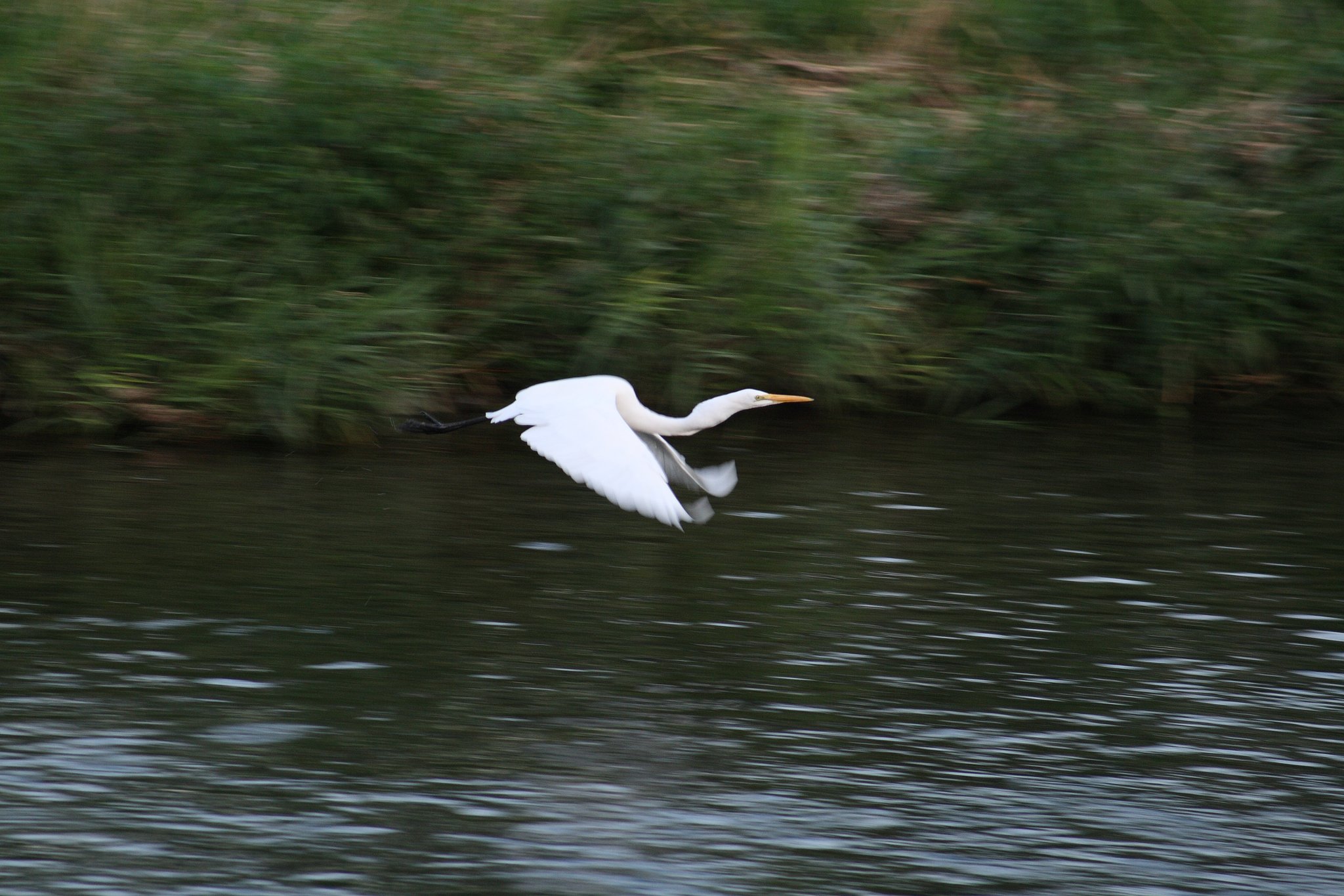 ダイサギ at 鴨川　EF55-200mm F4.5-5.6 II USM