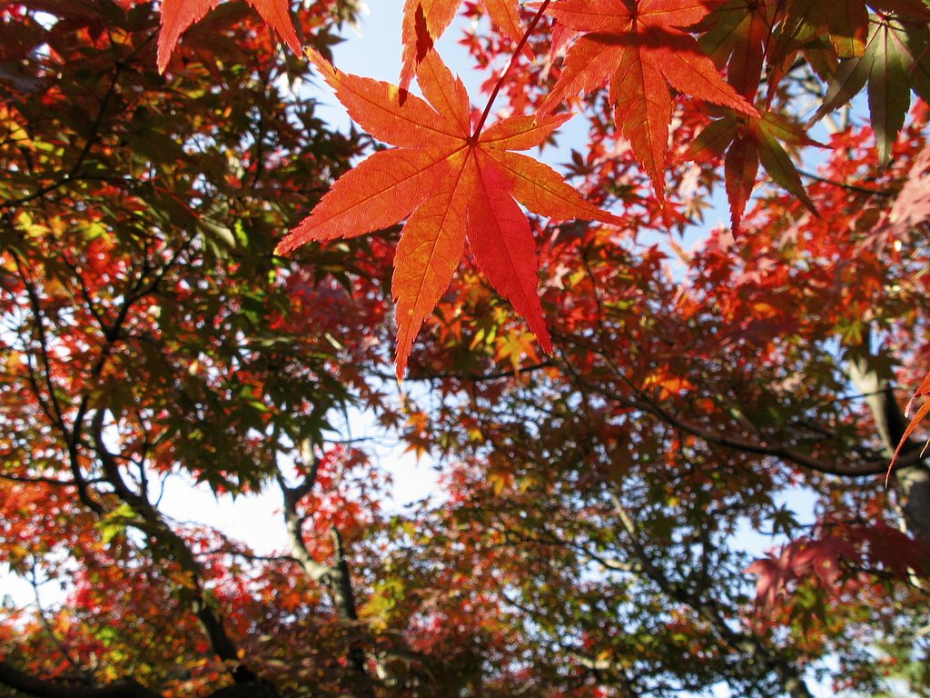 紅葉
