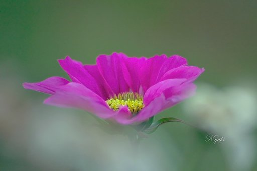 雲の上のコスモス