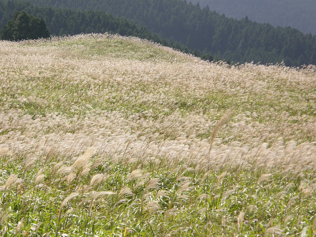 曽爾村のススキ
