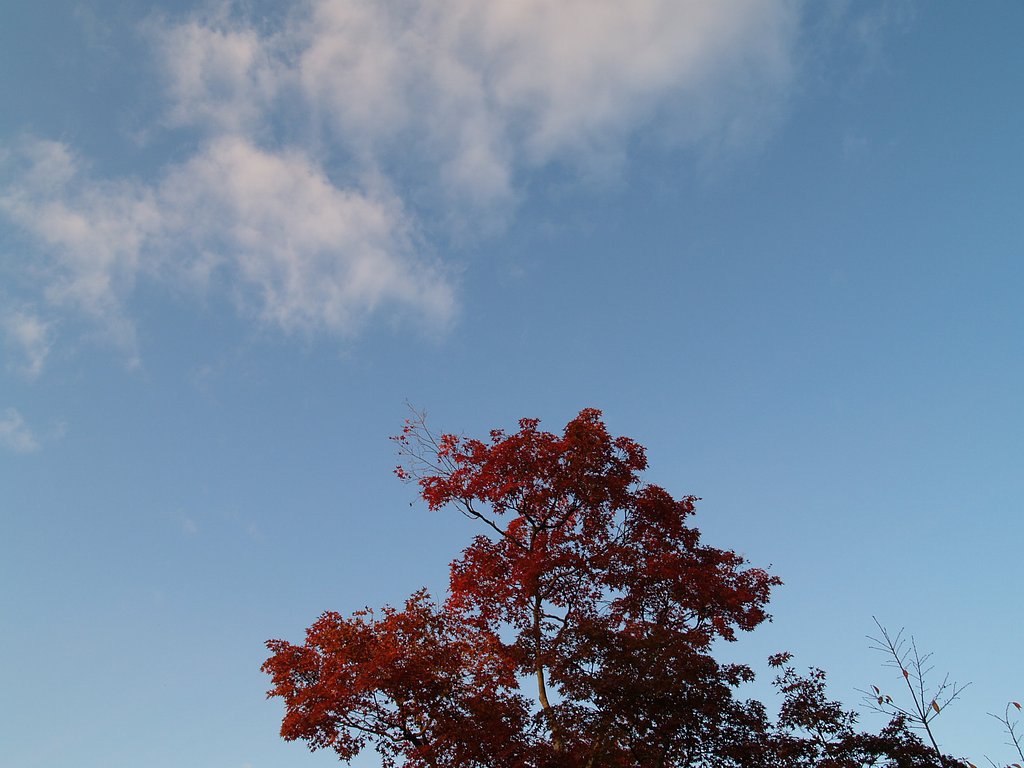 京都の紅葉