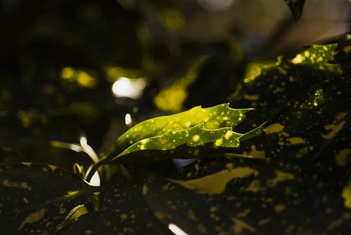花がないので葉っぱでも　