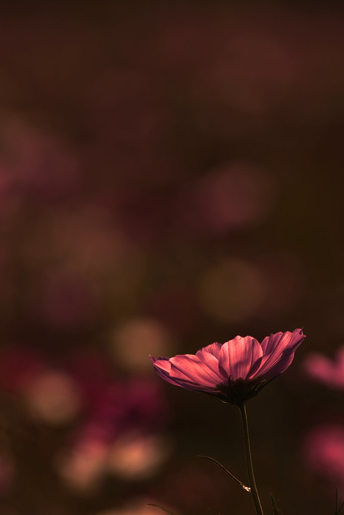 花一輪