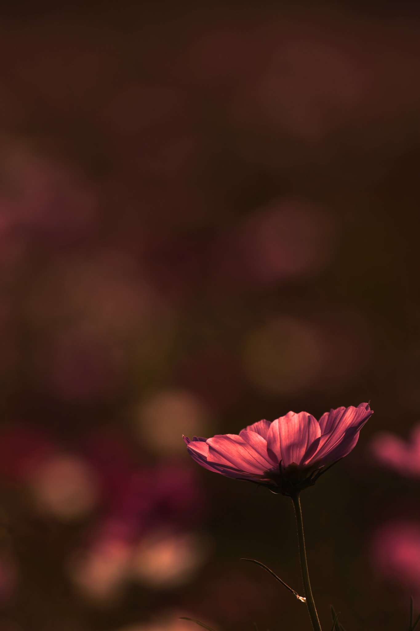花一輪