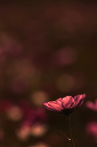 花一輪