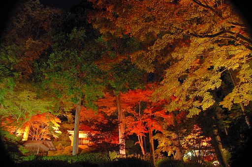 光と影の饗宴