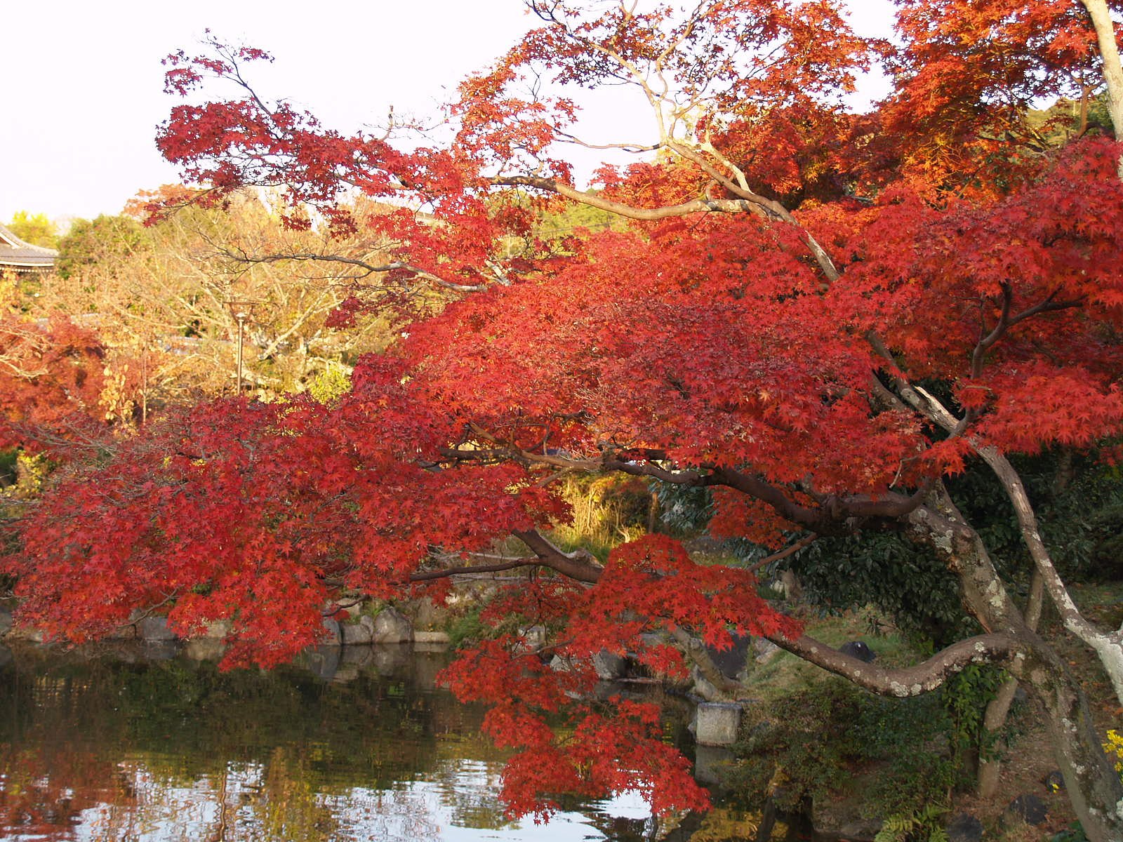 紅葉
