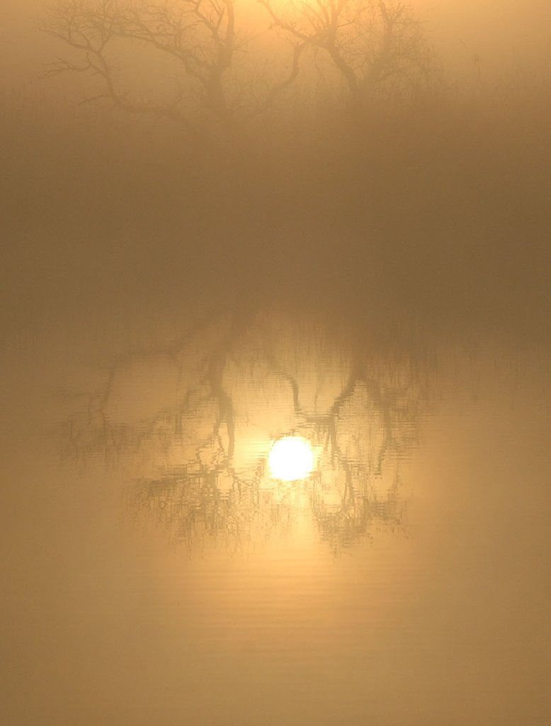 朝靄の水辺