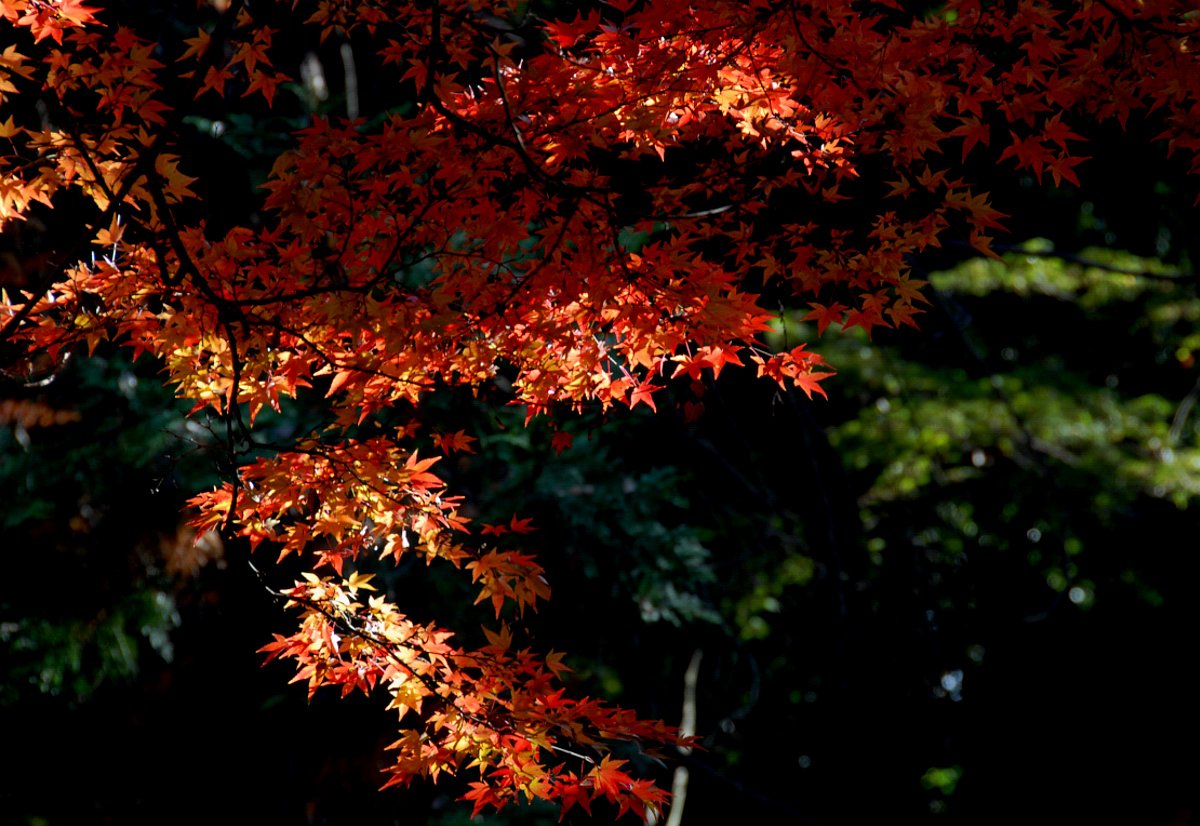 紅色に出会えました。