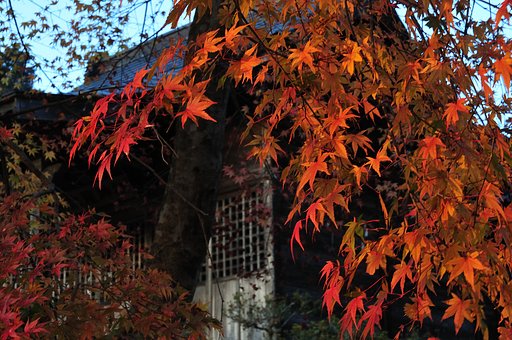 最後の紅葉