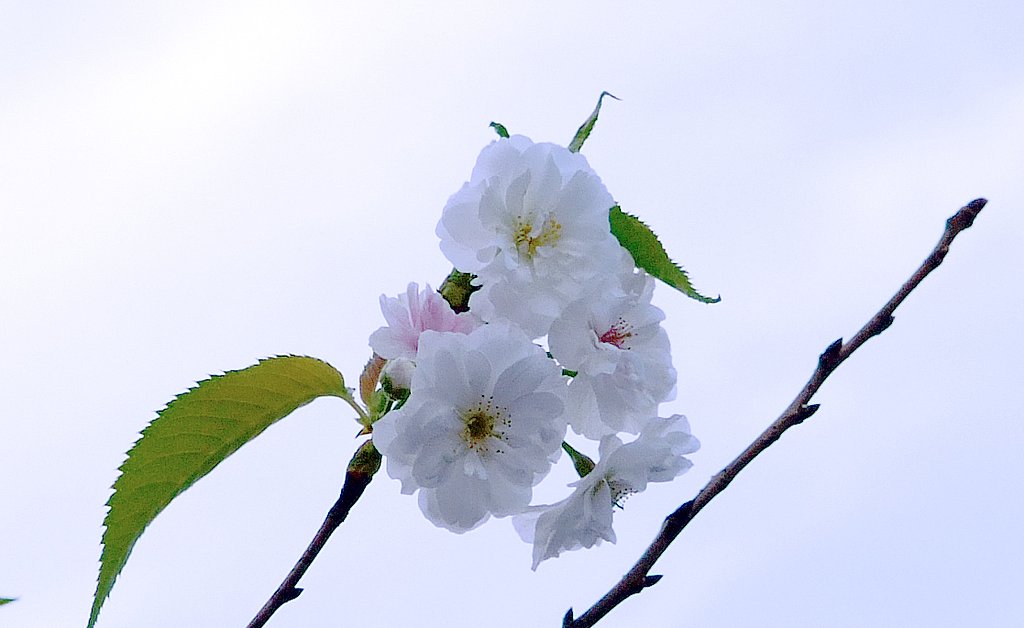十月桜