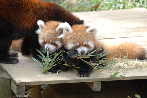 レッサーパンダの赤ちゃん