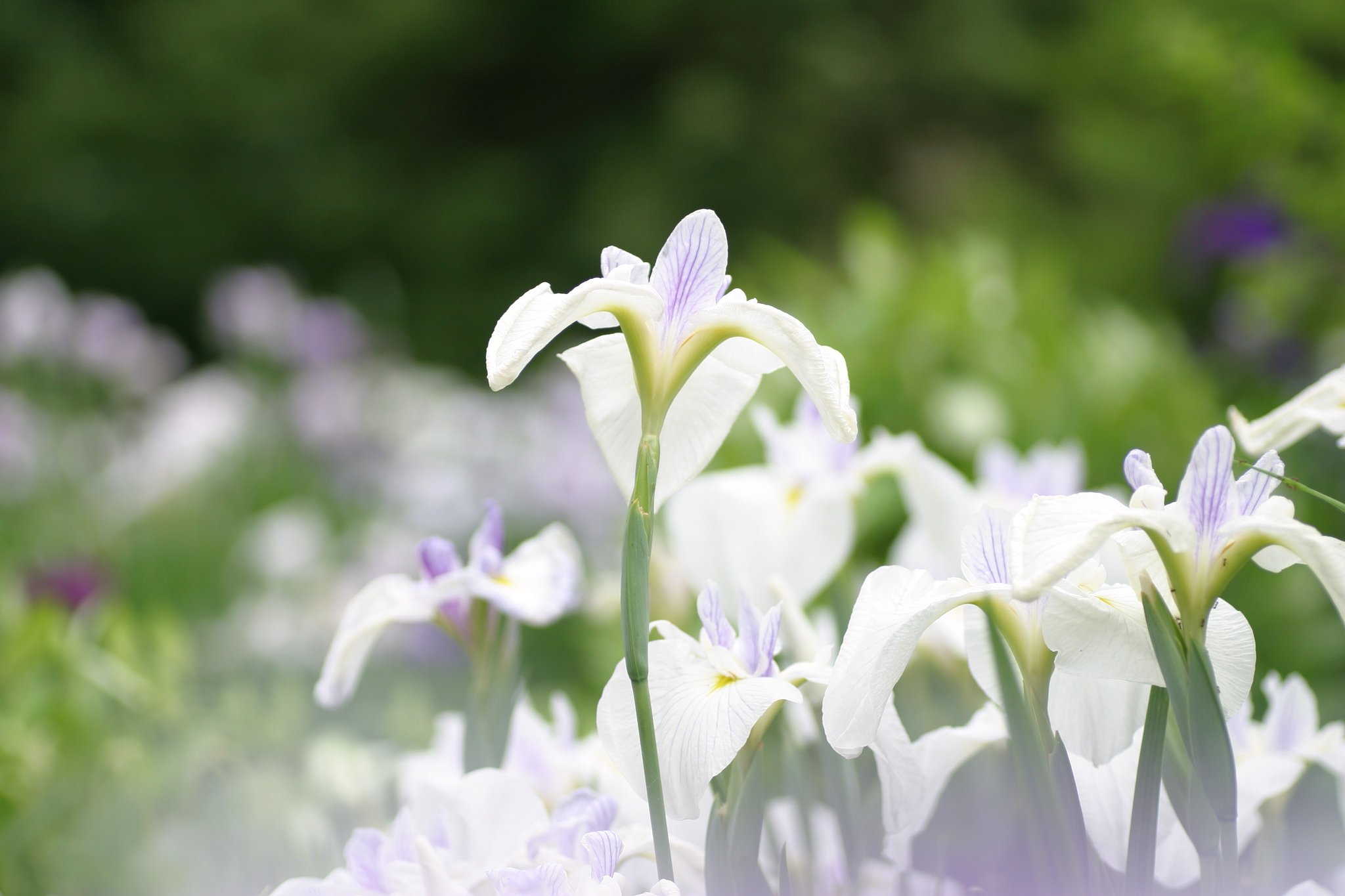 霞のなかの菖蒲♪