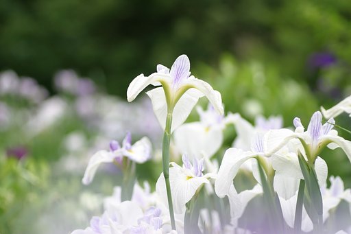霞のなかの菖蒲♪