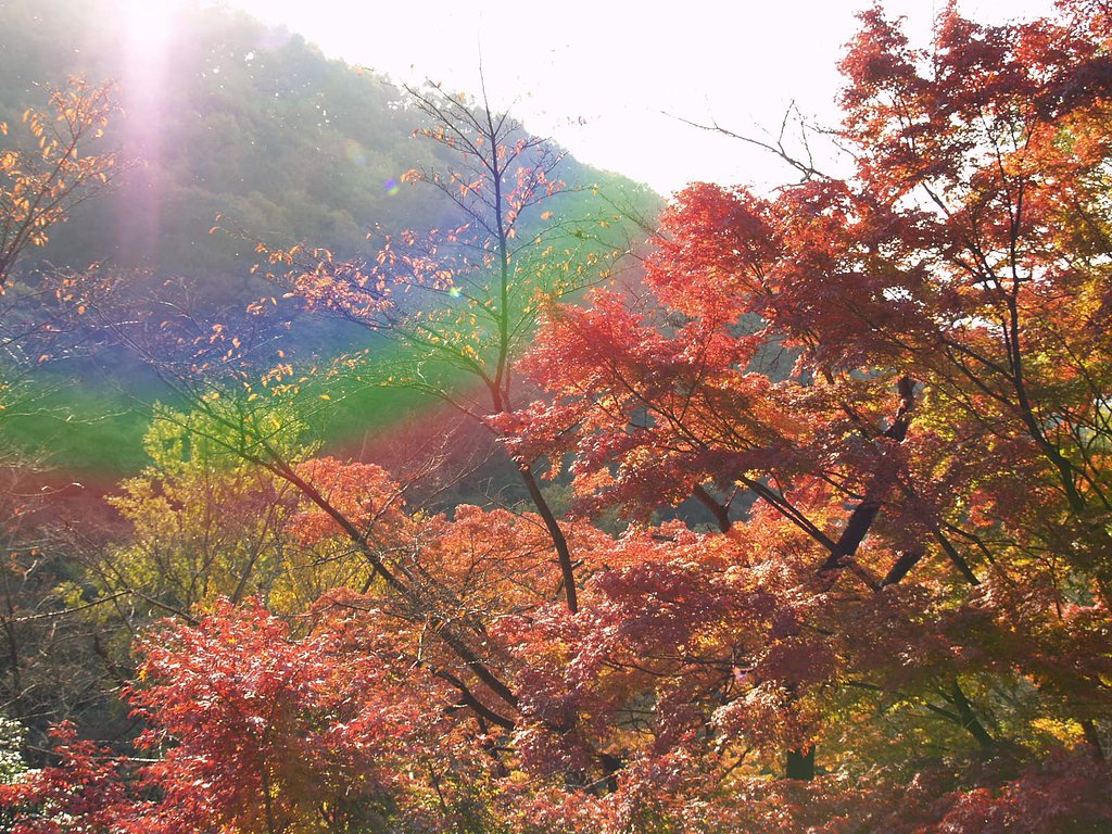 秋の山