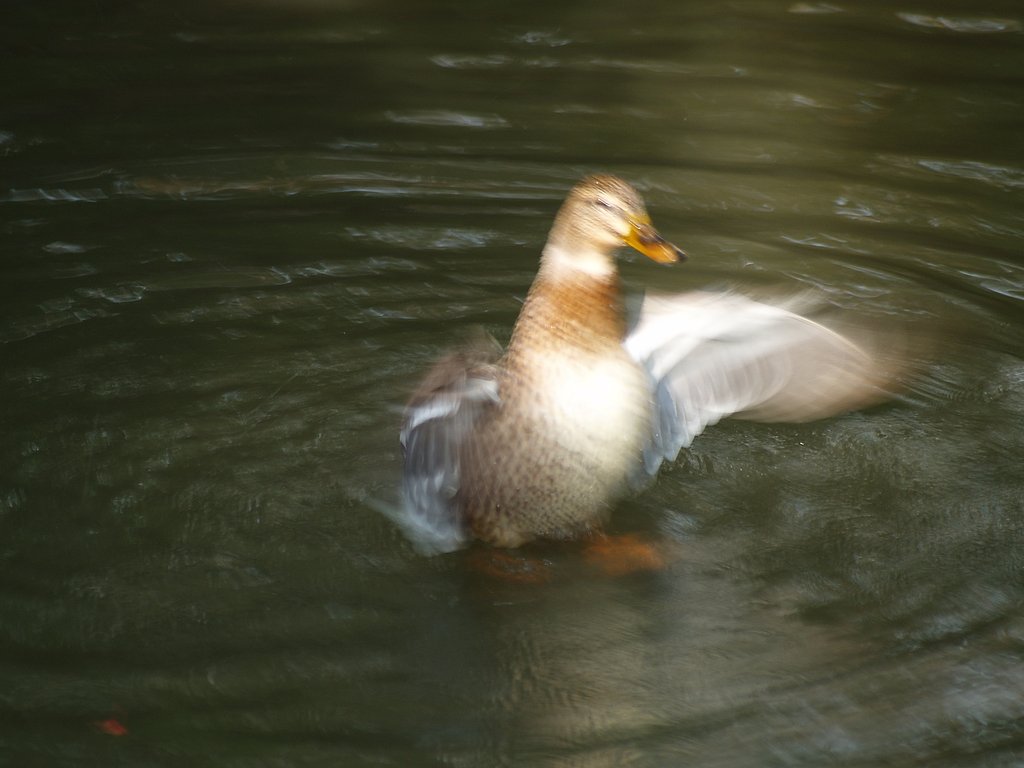 カモ
