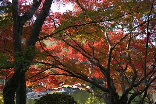 成田山の紅葉