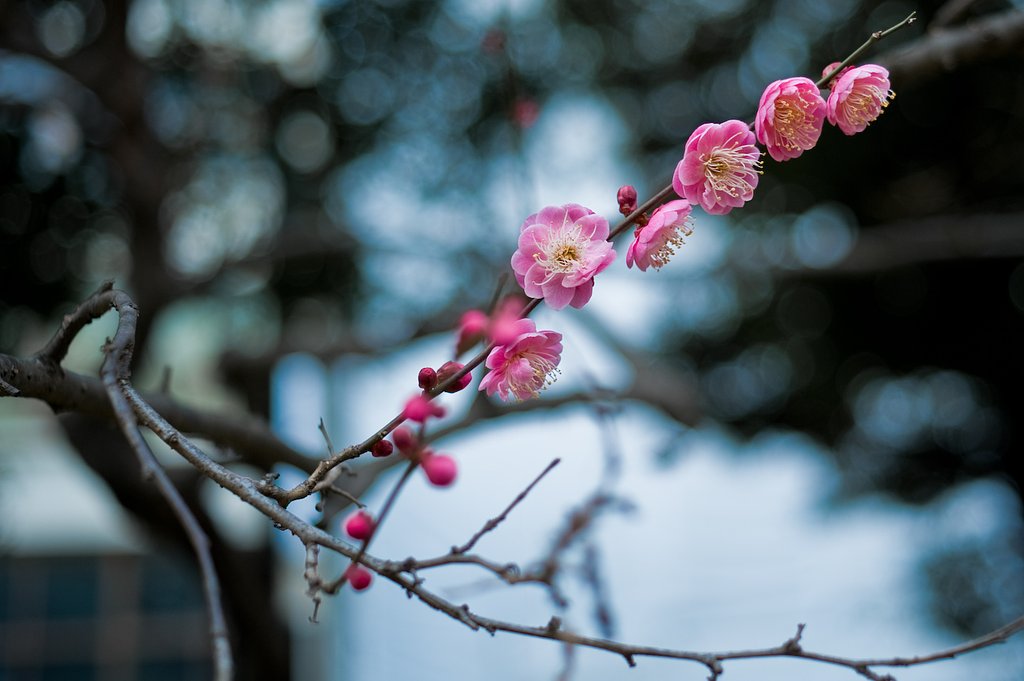 紅梅の季節