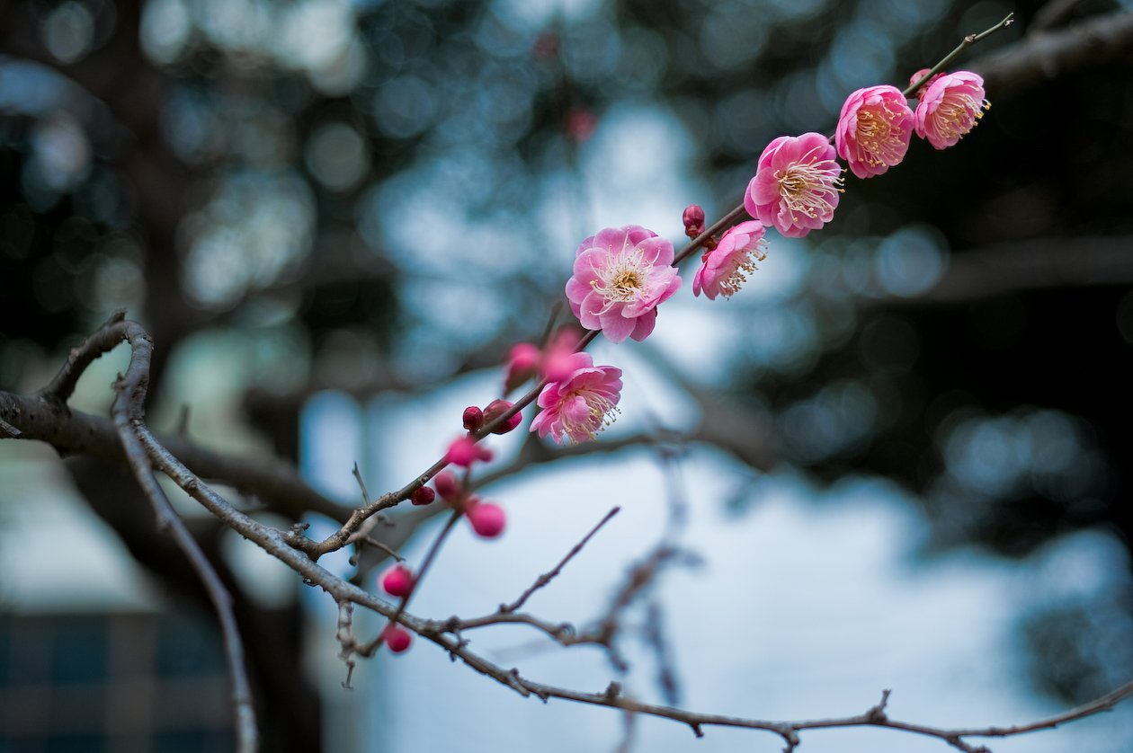 紅梅の季節