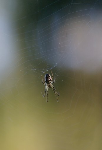 Spider