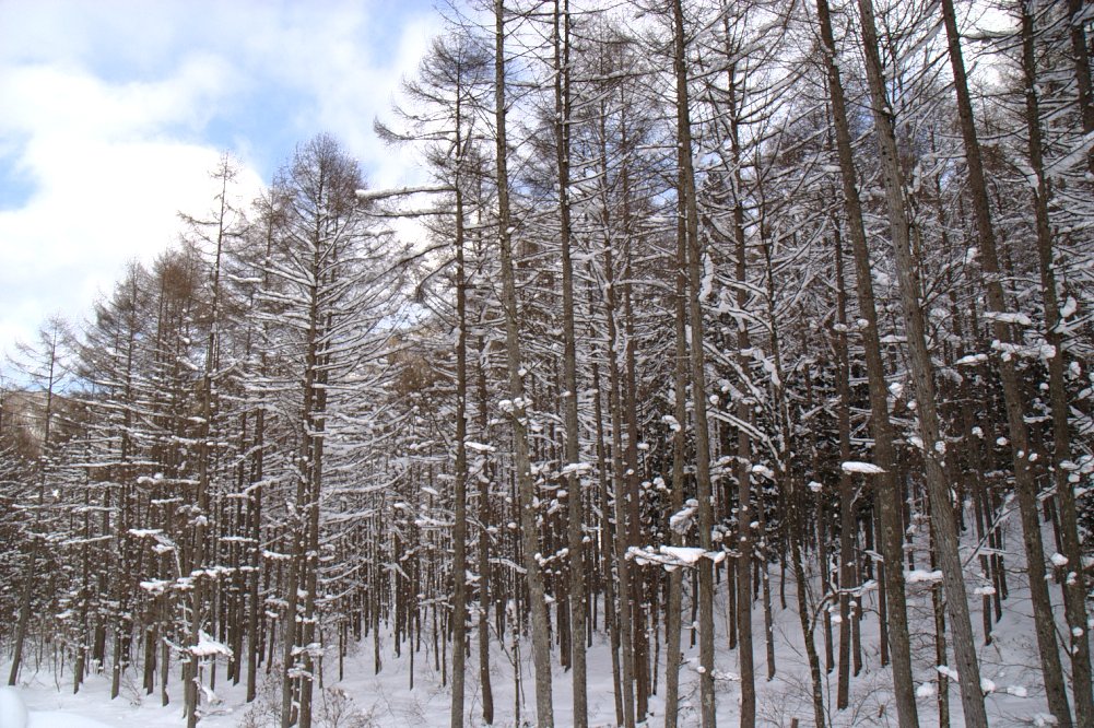 雪