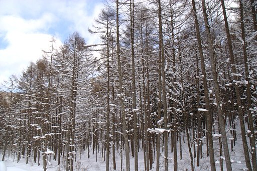 雪