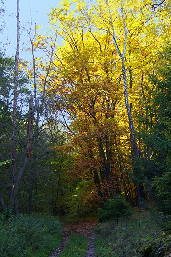 Autumn