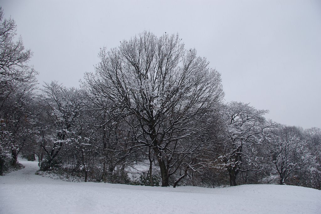 雪中凛然