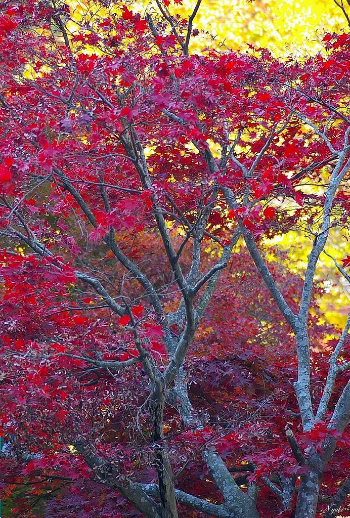 紅もみじ
