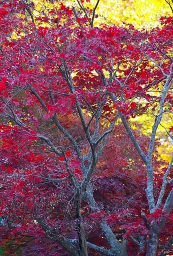 紅もみじ