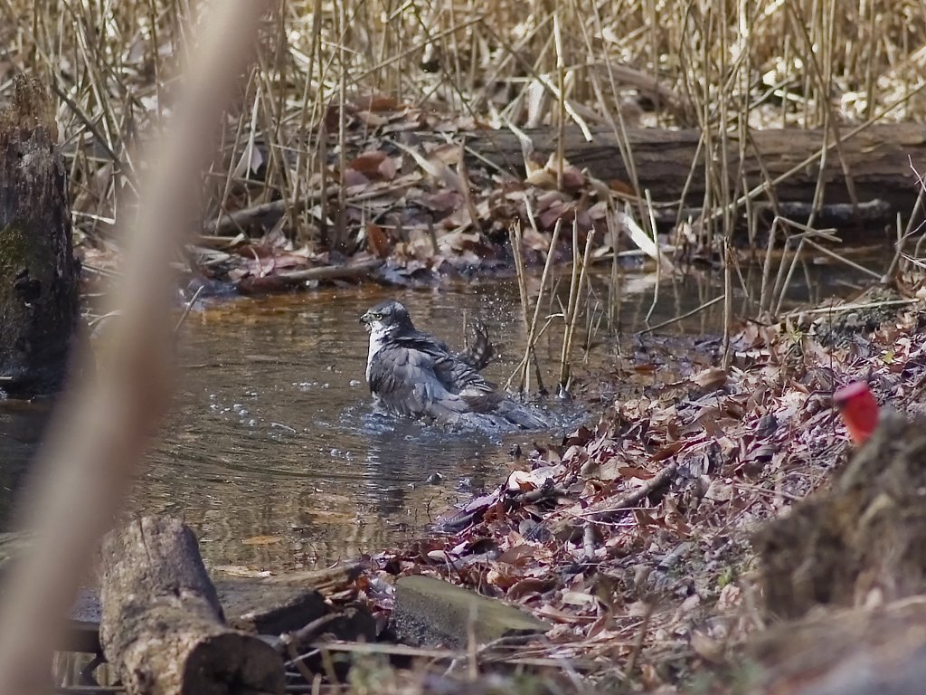 オオタカの水浴び