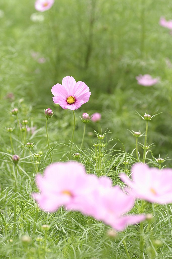 花畑の中の一輪