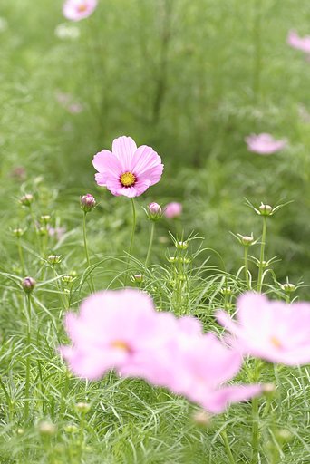花畑の中の一輪