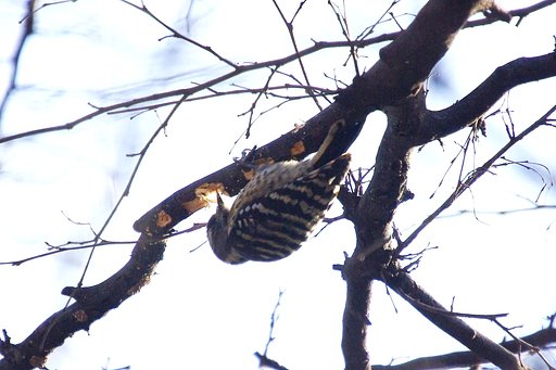 小さな啄木鳥