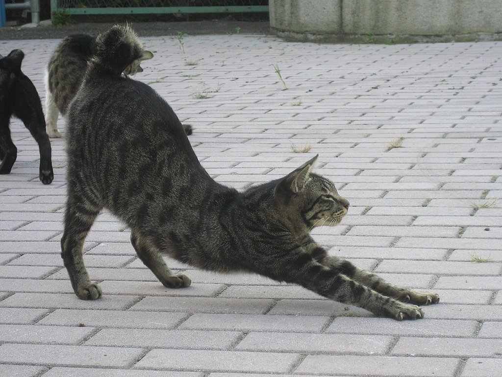 【野良】のび〜