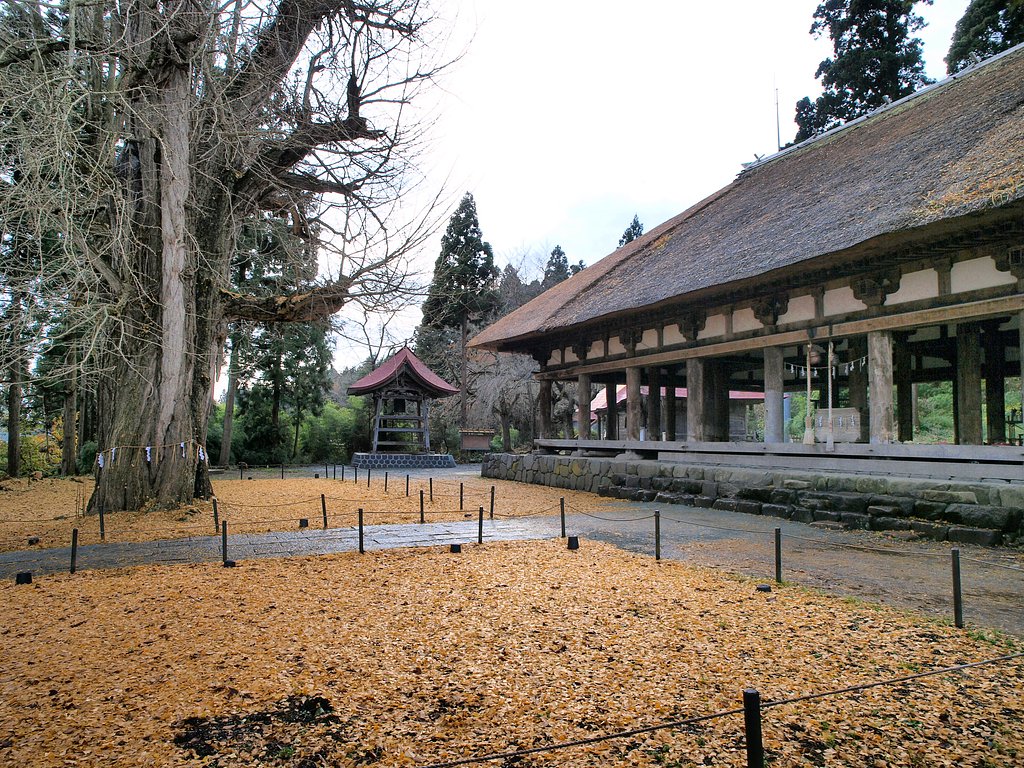大銀杏