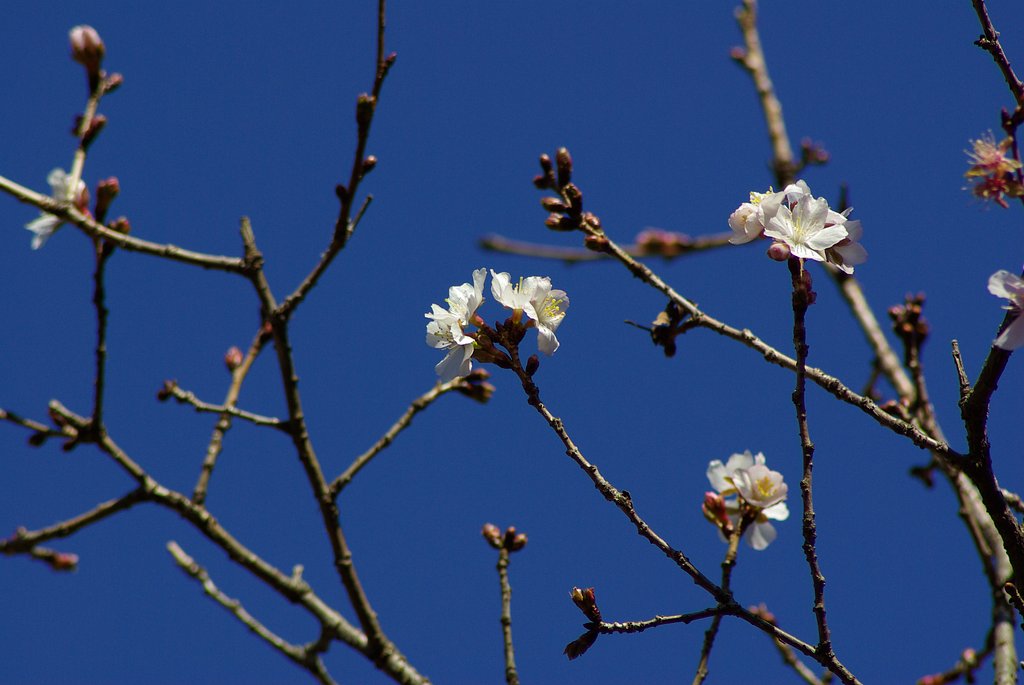 冬桜