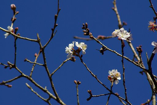 冬桜